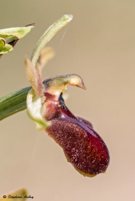 Ophrys massiliensis