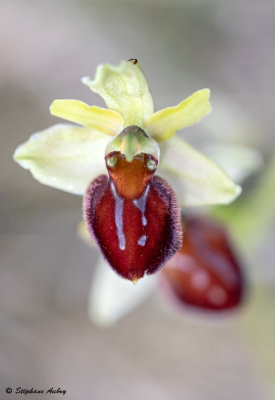 Ophrys massiliensis