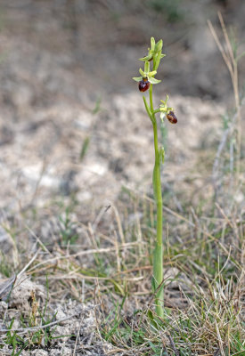 Ophrys massiliensis