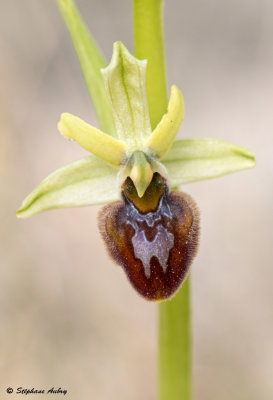 Ophrys massiliensis