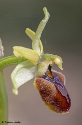 Ophrys massiliensis