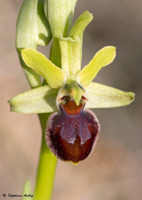 Ophrys massiliensis