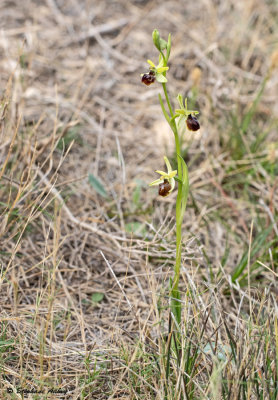 Ophrys massiliensis