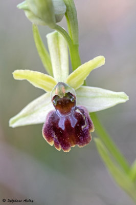 Ophrys massiliensis
