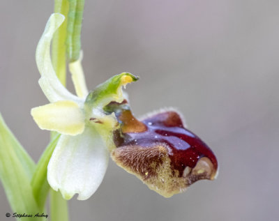 Ophrys massiliensis