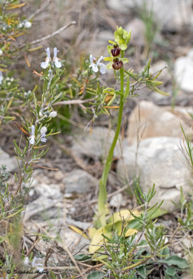 Ophrys massiliensis