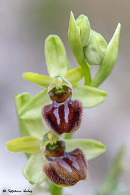 Ophrys massiliensis