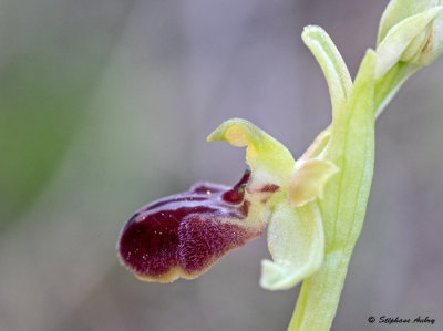 Ophrys massiliensis