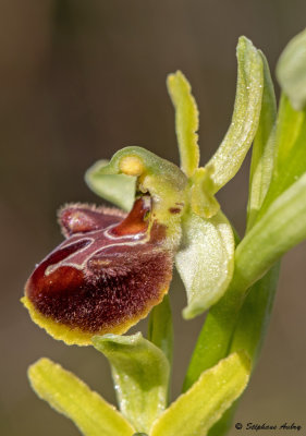 Ophrys massiliensis