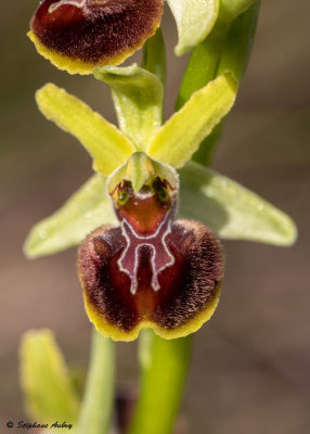 Ophrys massiliensis