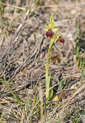 Ophrys massiliensis