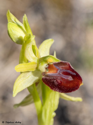 Ophrys massiliensis