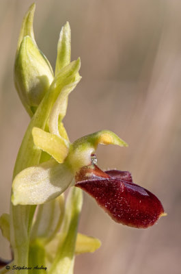 Ophrys massiliensis