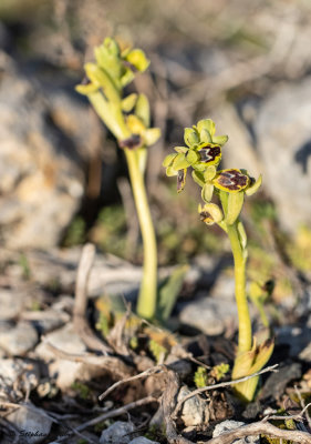 Ophrys delforgei