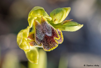 Ophrys delforgei