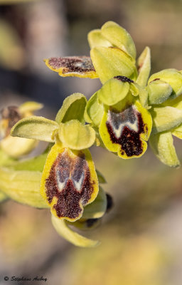 Ophrys delforgei