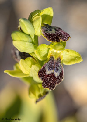 Ophrys delforgei