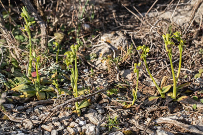 Ophrys delforgei