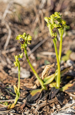 Ophrys delforgei