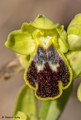 Ophrys delforgei