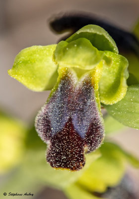 Ophrys delforgei