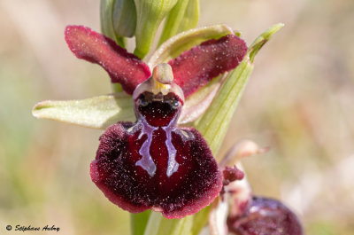 Ophrys passionis