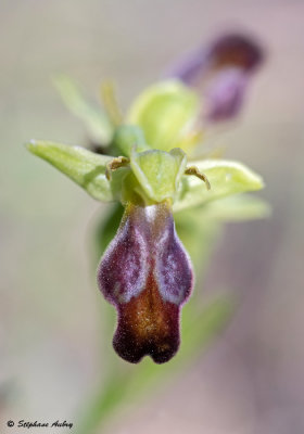 Ophry lupercalis