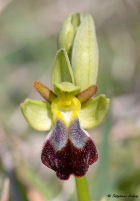 Ophry lupercalis