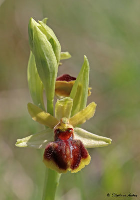 Ophrys sphegodes