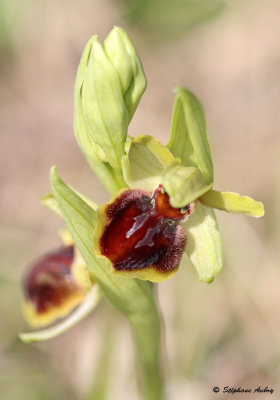 Ophrys sphegodes