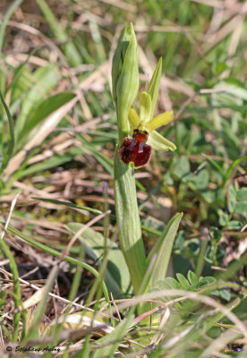 Ophrys sphegodes