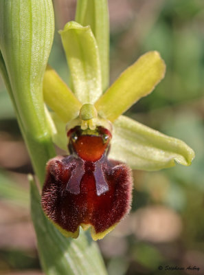 Ophrys sphegodes