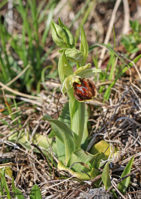 Ophrys sphegodes