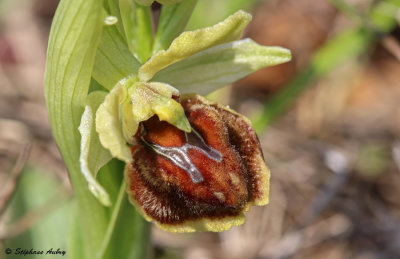 Ophrys sphegodes