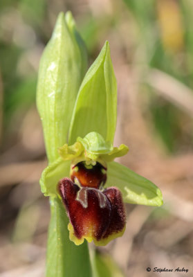 Ophrys sphegodes