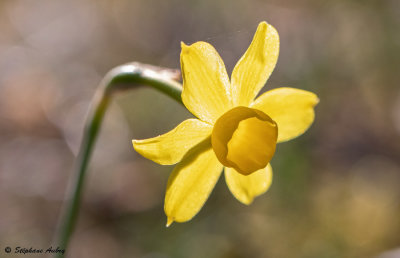 Narcissus assoanus