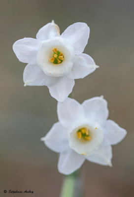 Narcissus dubius