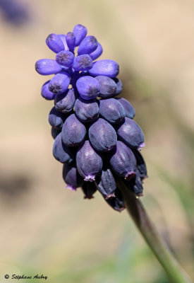 Muscari neglectum