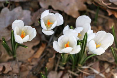 Crocus albiflorus