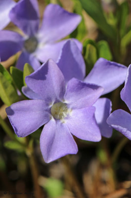 Vinca minor