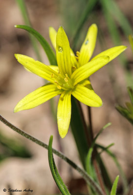 Gagea villosa