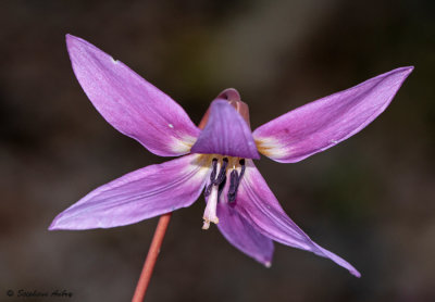 Erythronium dens-canis