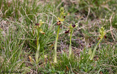 Ophrys sphegodes