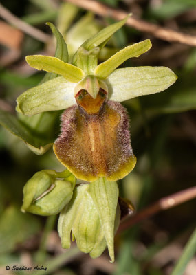 Ophrys sphegodes