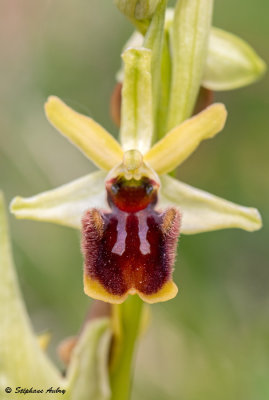 Ophrys sphegodes