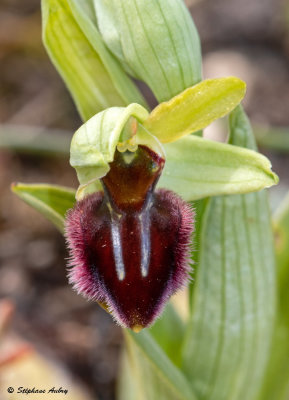 Ophrys sphegodes