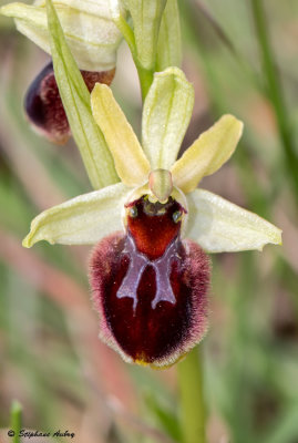 Ophrys sphegodes