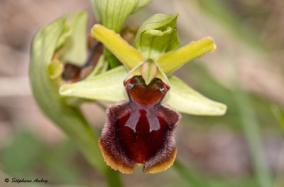 Ophrys sphegodes