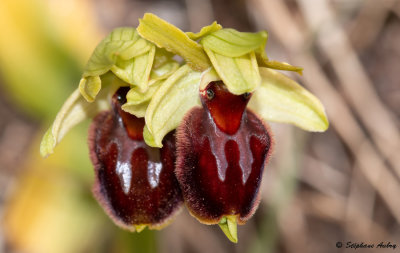 Ophrys sphegodes