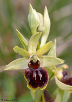 Ophrys sphegodes